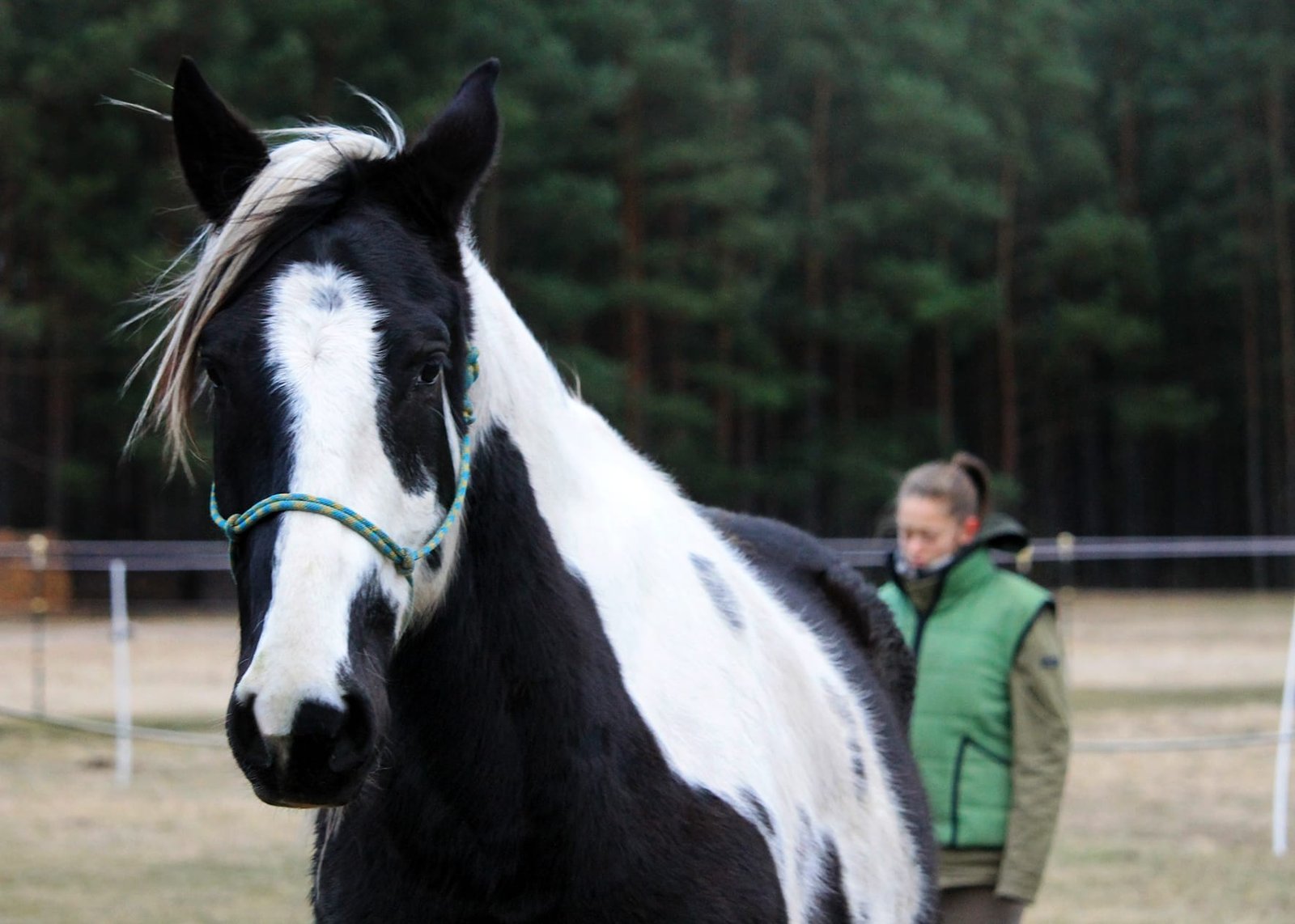 Tierkommunikation, mit Tieren sprechen